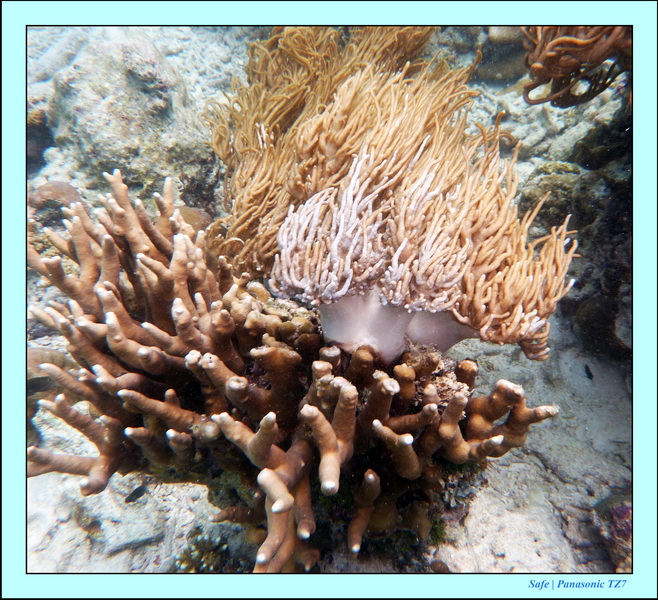 2009    07    Manatabuan 27